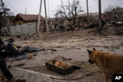 A cat takes shelters from the cold in a box where ammunitions are kept, in Bucha, in the outskirts of Kyiv, Ukraine, April 5, 2022.