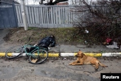 MATERIAL SENSIBLE. ESTA IMAGEN PUEDE OFENDER O MOLESTAR Un perro yace junto al cuerpo de un civil, que según los residentes fue asesinado por soldados rusos, en medio de la invasión de Rusia a Ucrania, en Bucha, en la región de Kiev, Ucrania, el 3 de abril de 2022. REUTERS/Stringer.