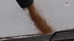 Ռուսական եւ ուկրաինական ցորենի արտահանումների կրճատումը` հացի գների աճի պատճառ
