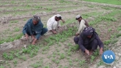 Taliban Ban Opium Poppy Cultivation, Trade in Afghanistan