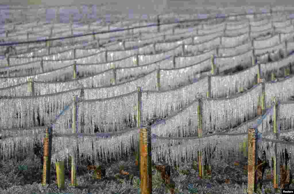 Ice covered vineyards are seen early in the morning after water was sprayed to protect them from frost damage outside Chablis, France.