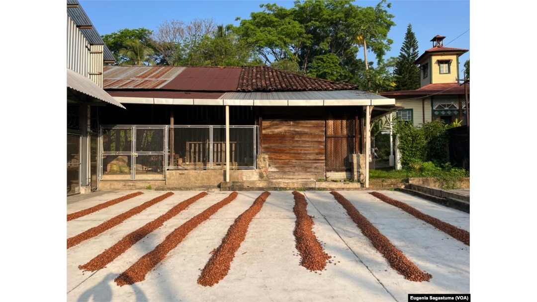 Finca La Cruz, en Guatemala. Foto Eugenia Sagastume, VOA.
