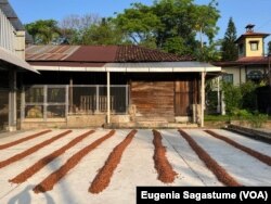 Finca La Cruz, en Guatemala. Foto Eugenia Sagastume, VOA.