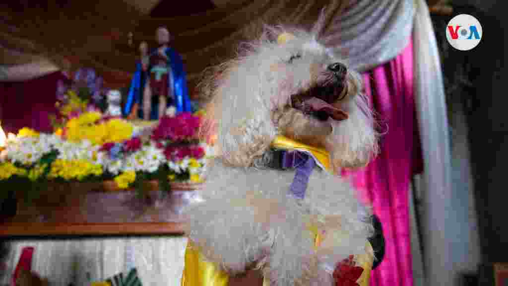 Los pobladores del barrio indígena de Monimbó, en Masaya, llevan sus mascotas ante San Larazo.