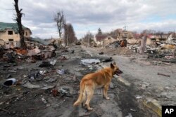 Seekor anjing berkeliaran di sekitar rumah yang hancur dan kendaraan militer Rusia, di Bucha dekat Kyiv, Ukraina, Senin, 4 April 2022. (Foto: AP/Efrem Lukatsky)