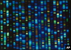 This undated image made available by the National Human Genome Research Institute shows the output from a DNA sequencer. (NHGRI via AP)