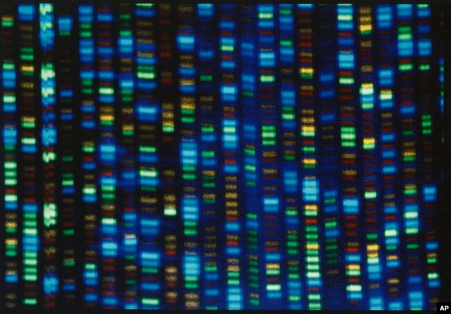 This undated image made available by the National Human Genome Research Institute shows the output from a DNA sequencer. (NHGRI via AP)