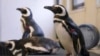 Zoos Protecting Birds as Avian Flu Spreads in North America 