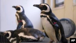 Magellan penguins are seen at the Blank Park Zoo, April 5, 2022, in Des Moines, Iowa. Zoos across North America are moving their birds indoors and away from people and wildlife as they try to protect them from avian influenza. 