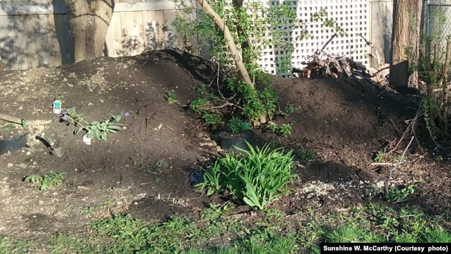 Plants placed in hügelkultur mound in garden in Glenview, Illinois. April 17, 2017