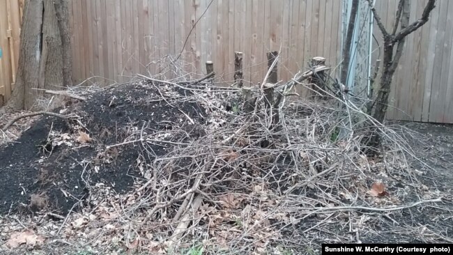 Completed hügelkultur mound in garden in Glenview, Illinois. April 11, 2017