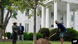دکتر جیل بایدن، بانوی اول آمریکا، روز جمعه ۱۰ اردیبهشت، در حال کاشتن یک درخت در باغچه شمالی کاخ سفید (جمعه ۱۰ اردیبهشت ۱۴۰۰)