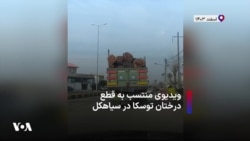 ویدیوی منتسب به قطع درختان توسکا در سیاهکل