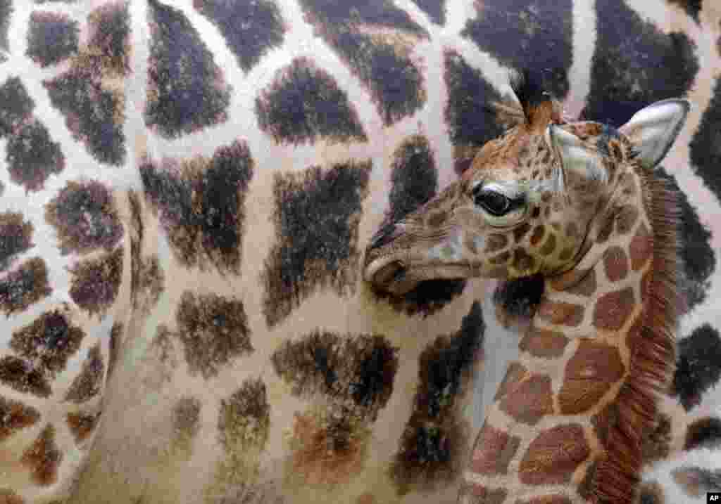 A newly born giraffe explores its surroundings next to its mother, Gusti, in the Leipzig Zoo in Germany. The giraffe was born on Jan. 18, 2014 and is the first offspring of a Rothshild&#39;s giraffe in the zoo. 