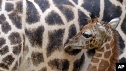 Seorang anak jerapah di kebun binatang di Leipzig, Jerman. 