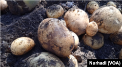 Ukuran kentang di ladang yang sama beragam, karena faktor bibit dan penyerapan pupuk. (Foto: Nurhadi)
