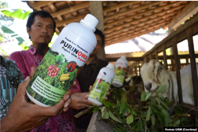 Pupuk cair yang dihasilkan dari urine kambing ettawa kreasi mahasiswa UGM. (Foto: Humas UGM)