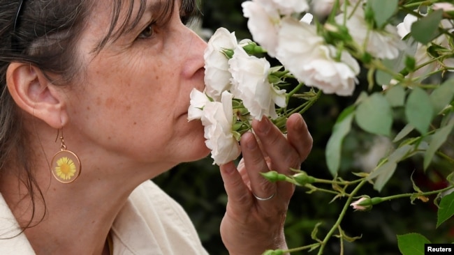 A visitor smells a rose as she attends the Chelsea Flower Show in London, Britain, May 26, 2022. (REUTERS/Toby Melville)