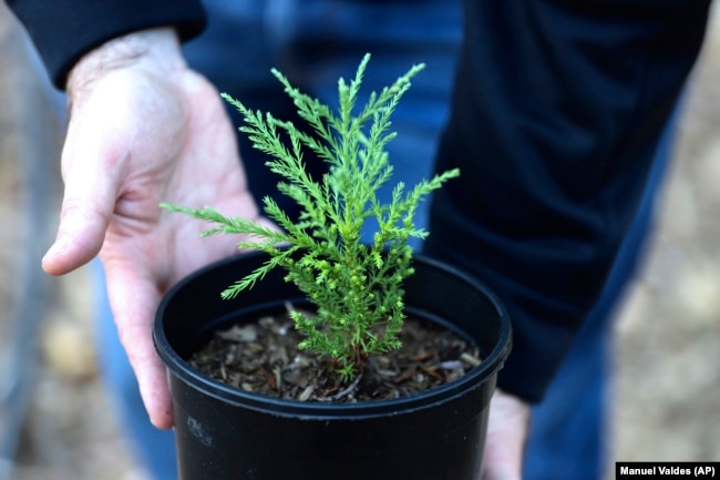 Rick Bailey holds a juvenile giant sequoia in his hands on Oct. 11, 2022, in Bellevue, Washington. (AP Photo/Manuel Valdes)