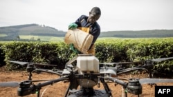 Un employé de Sasini met de l'engrais à l'intérieur d'un véhicule aérien sans pilote (UAV) au Kipkebe Tea Estate (Kenya).