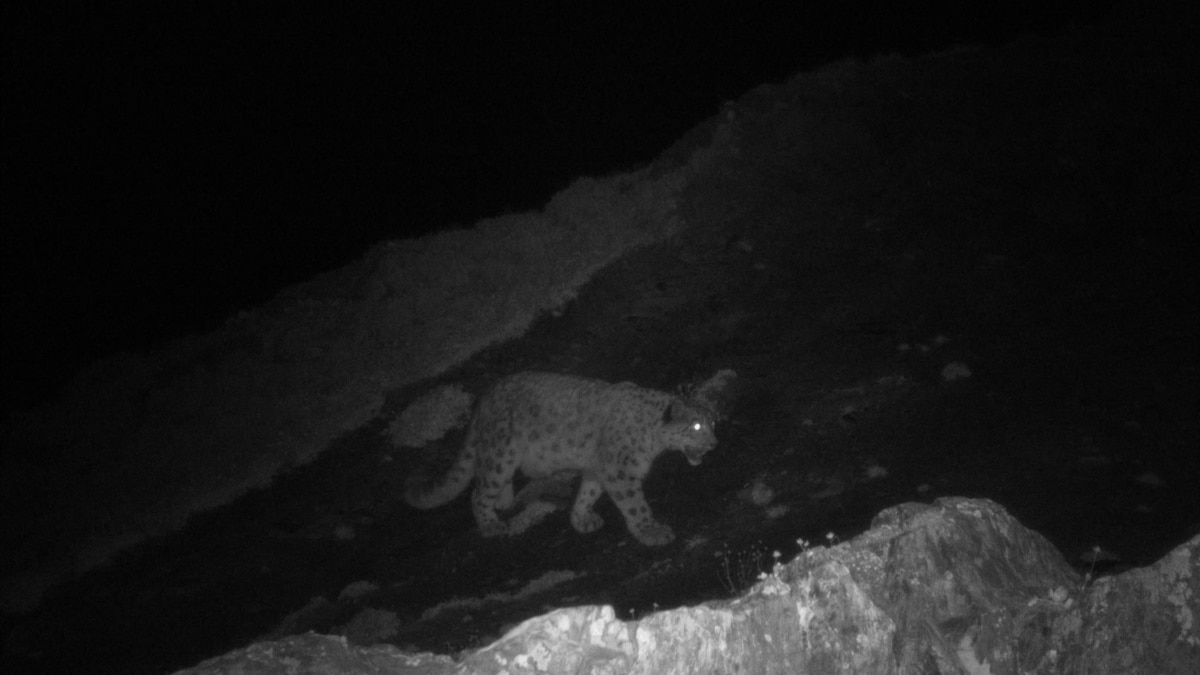 Snow Leopard Photographs Cheer Wildlife Conservationists in Kashmir