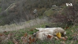 Северна Македонија ги губи популациите со мршојадци 
