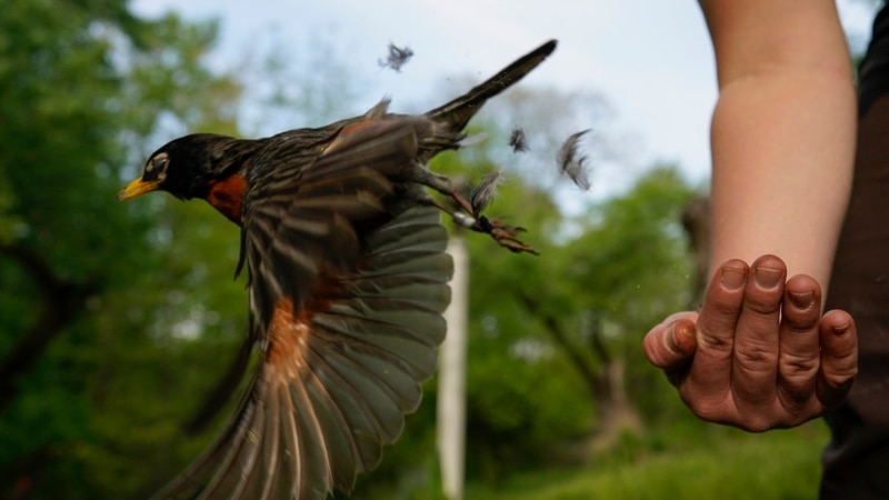 New Atlas of Bird Migration Shows Extraordinary Journeys.