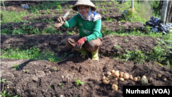 Yono, petani di Temanggung, Jawa Tengah sedang memanen kentang di ladangnya. (Foto: VOA/Nurhadi)