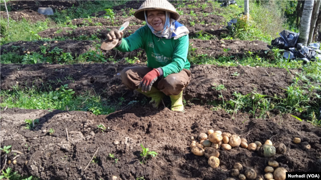 Yono, petani di Temanggung, Jawa Tengah sedang memanen kentang di ladangnya. (Foto: VOA/Nurhadi)