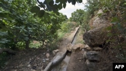 FILE - An irrigation system is pictured amidst fig trees in the Tunisian town of Djebba, southwest Tunis, on Aug, 19, 2022.