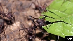 FILE - A handout photo obtained from Northwestern University Jan. 22, 2019, shows leaf-cutter ants transporting leaves.