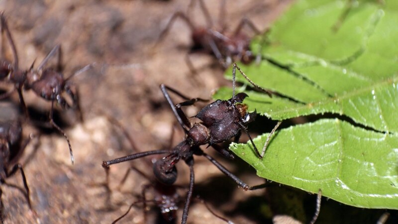 New Study Says There Are 20 Quadrillion Ants on Earth