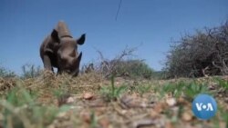  Kenya App Allows Users to Help Track Rare Mammals