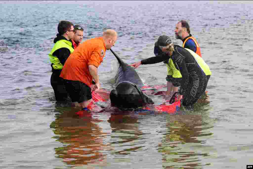 Rescuers release a stranded pilot whale back in the ocean at Macquarie Heads, on the west coast of Tasmania, Australia.