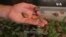 Snail Farmer