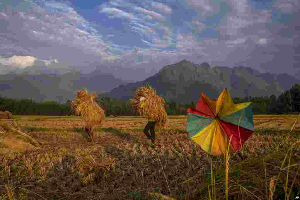 Orang-orang membawa padi hasil panen di sawah di pinggiran Srinagar, Kashmir yang dikuasai India, Jumat (16/9). (Foto: AP)&nbsp;