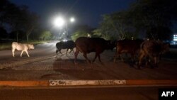 FILE - Cattle walk across a road in Gaborone, Botswana, April 5, 2020.