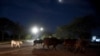 FILE - Cattle walk across a road in Gaborone, Botswana, April 5, 2020. The country will cull more than 10,000 cattle in the northeast in an effort to fight foot-and-mouth disease.