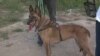 Кучето Дикси од Охрид, подготвено за пронаоѓање на исчезнати лица