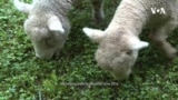 Lambs Mowing Lawns