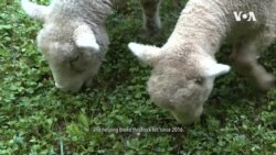 Lambs Mowing Lawns