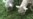 Lambs Mowing Lawns