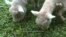 Lambs Mowing Lawns