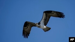 FILE - An osprey flies over the Chesapeake Bay on March 29, 2022, in Pasadena, Maryland.
