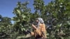 Tunisian 'Hanging Garden' Farms Cling on Despite Drought