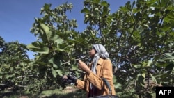 FILE - A Tunisian student participates in fig picking in the Tunisian town of Djebba, southwest of Tunis, Aug. 19, 2022.