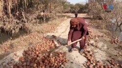  سېلابونو په بلوچستان کې د مڼو باغونو ته لوي زیانونه اړولي دي