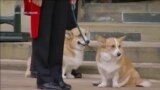 Köpekleri ve Atı da Windsor Kalesi’nde Kraliçe’yi Bekledi 