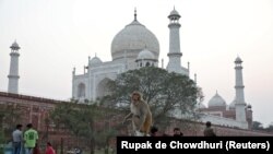 Seekor monyet duduk di bangku di luar bangunan bersejarah Taj Mahal di Agra, India, 23 Februari 2020. (Foto: Reuters/Rupak de Chowdhuri)