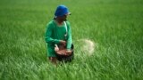 Seorang petani melemparkan pupuk ke sawah di sawah di Subang, Jawa Barat, 20 Januari 2011.(Foto: REUTERS/Beawiharta)